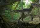Velociraptor