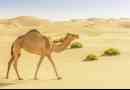 Верблюда