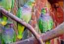 Winnogruda amazon - красива сімейна птаха папуга