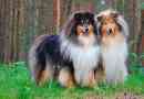 Зовнішній вигляд, характер і догляд за собакою collie