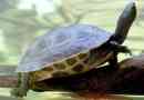 Водні черепахи. Вміст черепах вдома