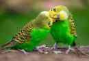 Хвилястий папуга: невибагливий домашня тварина і відмінний співрозмовник