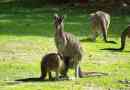 Західний сірий кенгуру: справжній гігант