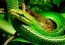 Зелена мамба