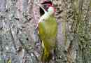 Зелений дятл