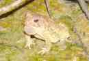 Toad fauler: фото амфібія