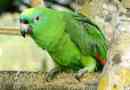 Жовтий break amazon - cubonated parrot