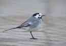 Білий wagtail