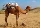 Чому верблюд горб і чому він?