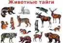 Тайгові тварини. Опис, назви та особливості тварини тайги
