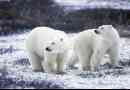 Чи живуть білі ведмеді в арктиці?