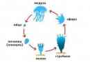 Життєвий цикл медуз - з яйця до зрілої форми