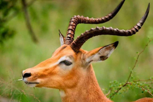 10 Фактів про газелі 10 Фактів про газелі