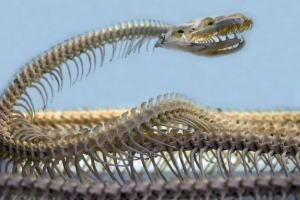 10 Фактів про вимерлих змії титанобоа - вид найбільшої змії у світі 10 Фактів про вимерлих змії титанобоа - вид найбільшої змії у світі