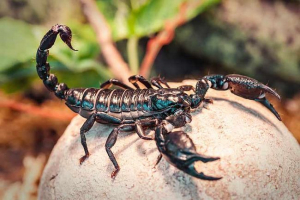 10 Неймовірних фактів про скорпіони 10 Неймовірних фактів про скорпіони