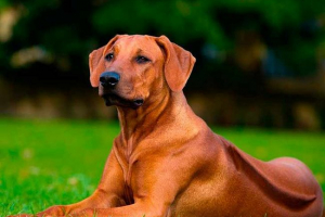 10 Порід собак, які не турбуються 10 Порід собак, які не турбуються