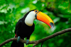 10 Птахів з неймовірними дзьобами 10 Птахів з неймовірними дзьобами