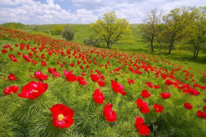 10 + Рідкісних рослин з червоної книги росії - назви, характеристики та фотографії 10 + Рідкісних рослин з червоної книги росії - назви, характеристики та фотографії