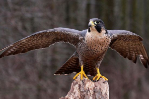 10 Найшвидших птахів у світі 10 Найшвидших птахів у світі