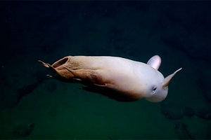 10 Найбільш незвичайних тварин у світі 10 Найбільш незвичайних тварин у світі