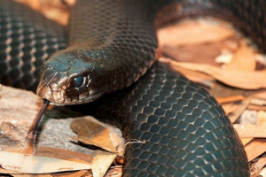 10 Найнебезпечніших тварин нашої планети