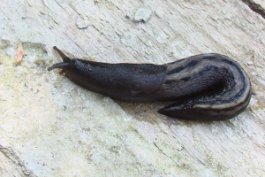 10 Найбільш слабких тварин 10 Найбільш слабких тварин