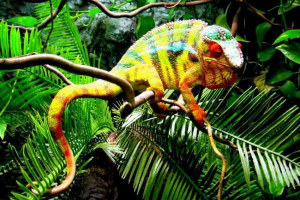 10 Тварин з яскравим забарвленням 10 Тварин з яскравим забарвленням