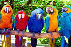 100 Тисяч доларів за папуги: заповіт мільйонера з нью-йорка став глобальними новинами 100 Тисяч доларів за папуги: заповіт мільйонера з нью-йорка став глобальними новинами