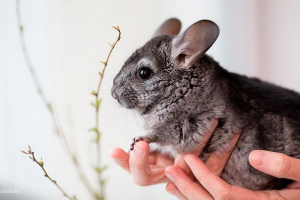 15 Фактів про шиншил 15 Фактів про шиншил