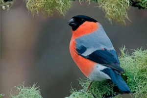 15 Цікавих фактів про ублюдки 15 Цікавих фактів про ублюдки