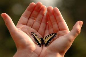 20 Цікавих фактів про метеликів 20 Цікавих фактів про метеликів