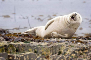 20 Найсмішніших тварин за комедією wildlife photography awards 2015