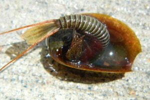 25 Доісторичних тварин, які жили до цього дня 25 Доісторичних тварин, які жили до цього дня