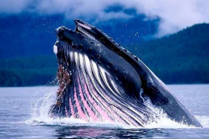 27 Цікавих фактів про китів 27 Цікавих фактів про китів