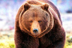 30 Цікавих фактів про коричневий ведмідь 30 Цікавих фактів про коричневий ведмідь