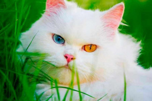 4 Породи білих кішок з різнобарвними очима 4 Породи білих кішок з різнобарвними очима