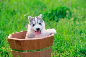 5 Етапів розвитку собак і зростання 5 Етапів розвитку собак і зростання