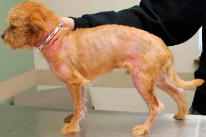 5 Причин для кропив'янки у собак 5 Причин для кропив'янки у собак