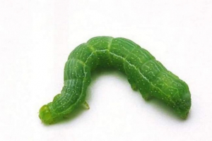 50 Найбільш незвичайних гусениць на землі: фото pyatno-schipast красуні 50 Найбільш незвичайних гусениць на землі: фото pyatno-schipast красуні