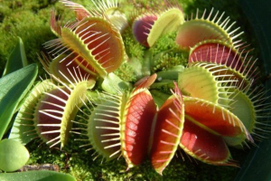 72 Цікаві факти про рослини 72 Цікаві факти про рослини