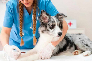 8 Причин для розвитку анемії у собак 8 Причин для розвитку анемії у собак