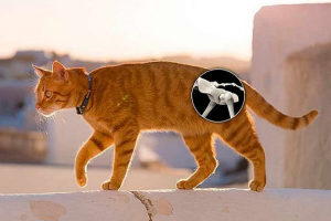 8 Симптоми дисплазії в котах 8 Симптоми дисплазії в котах