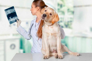 9 Ознак рахіт у собак і цуценят 9 Ознак рахіт у собак і цуценят