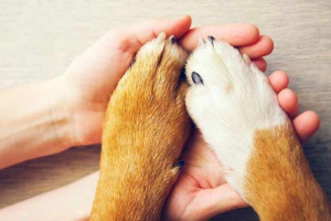 Абсцес з собаки - ніж небезпечний? Абсцес з собаки - ніж небезпечний?