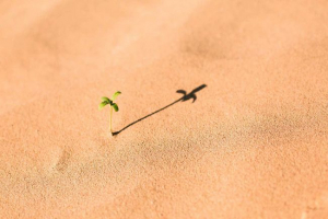 Адаптація організмів до зміненого середовища середовища проживання Адаптація організмів до зміненого середовища середовища проживання