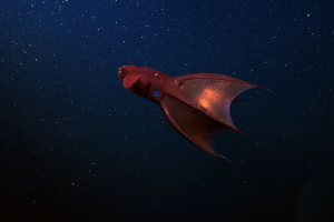 Пекло вампіра Пекло вампіра