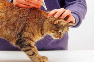 Осважування для кішок - при застосуванні? Осважування для кішок - при застосуванні?