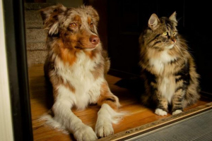 Викрутка з вологди змінили порід котів і собак з фарбою та клеєм Викрутка з вологди змінили порід котів і собак з фарбою та клеєм