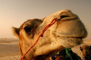 Афганський верблюд, що носить американську морфу: відео, яке знущається з мережевими користувачами Афганський верблюд, що носить американську морфу: відео, яке знущається з мережевими користувачами