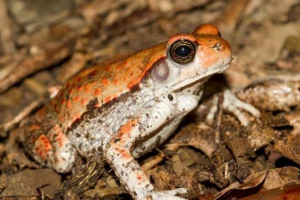 Африканська червона жаба Африканська червона жаба